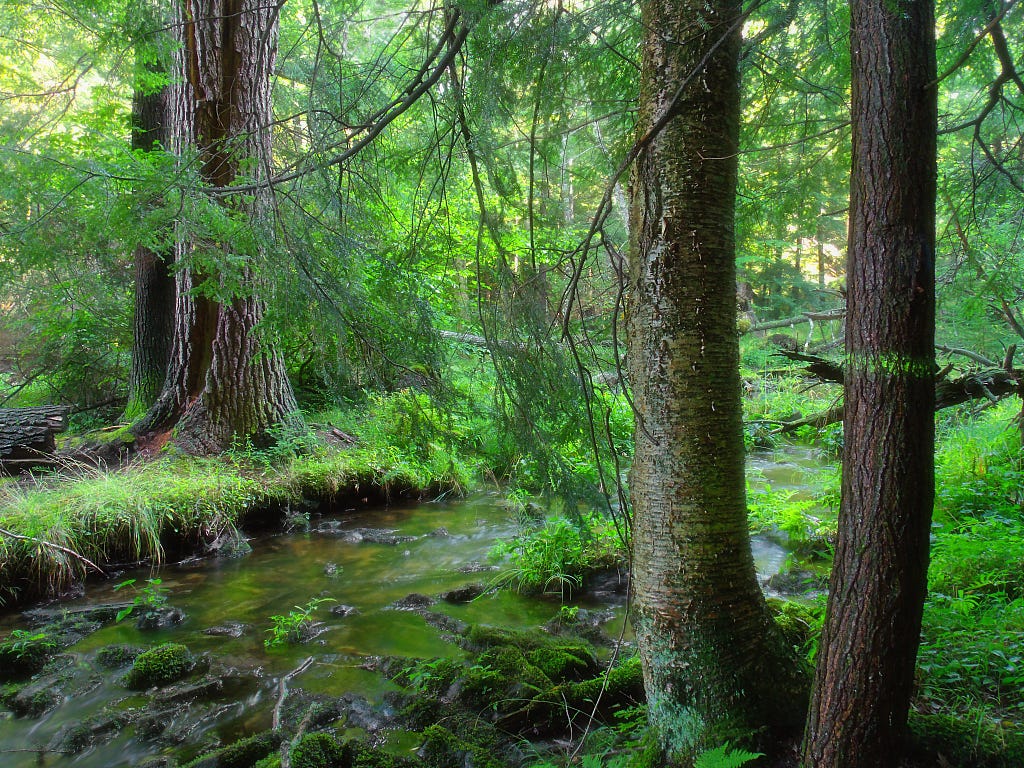 a stream runs through lush, green forest
