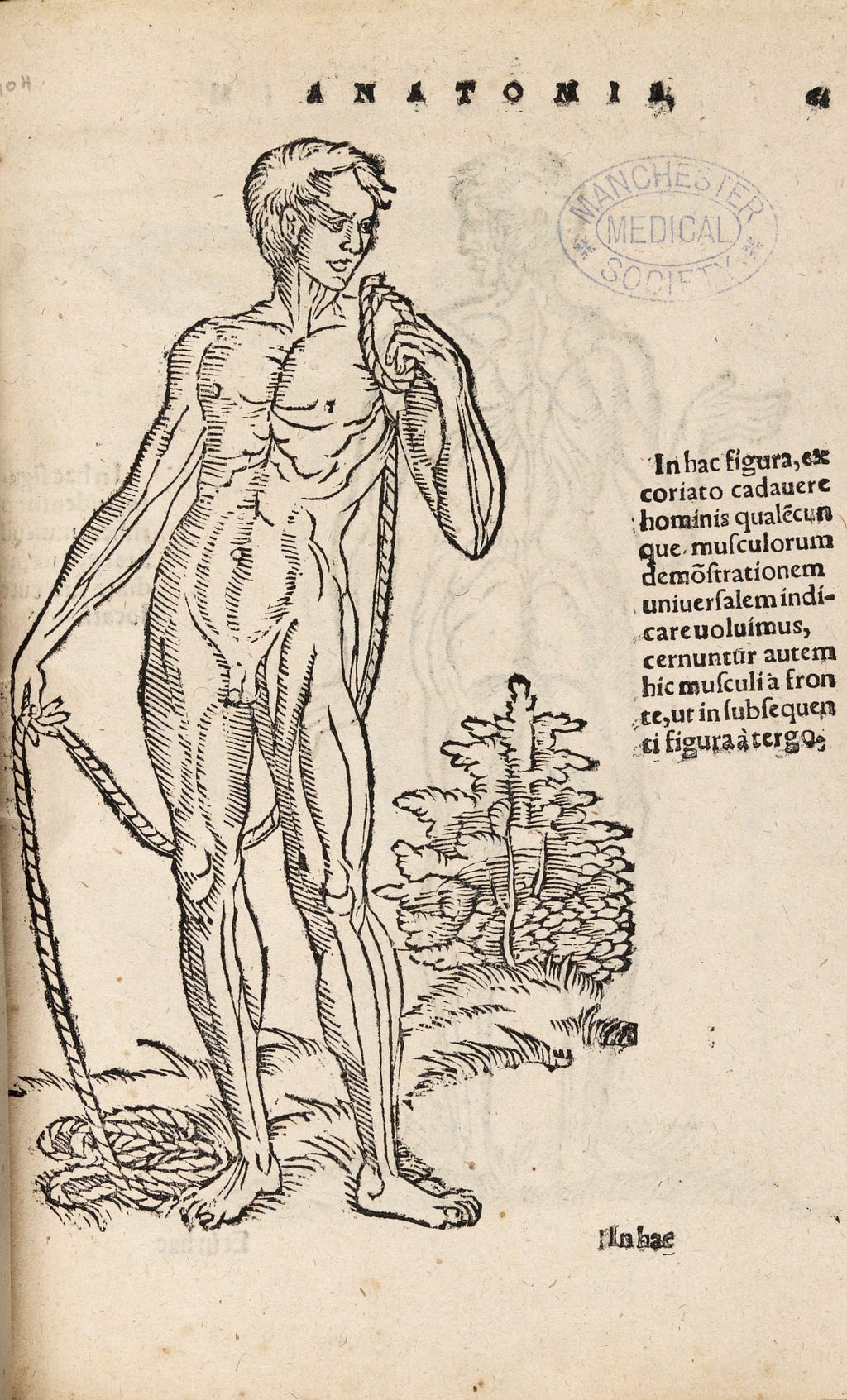An anatomical drawing of a naked man stood next to a small tree holding a rope. There is a description in Latin to accompany the image as well as a Manchester Medical Society stamp.