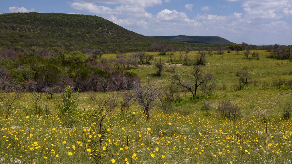 A landscape with oak savannah on the flats and juniper forest on the hill slopes