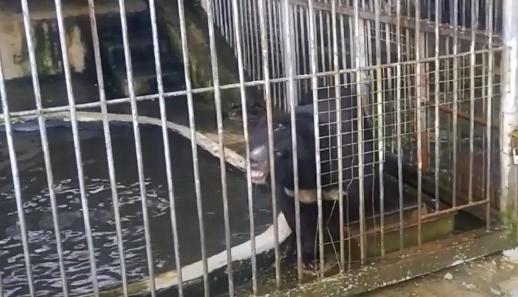 Distraught bear in “zoo” of Laos’ Golden Triangle Special Economic Zone