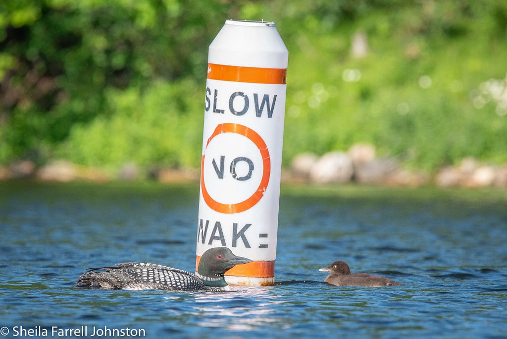 A white buoy with orange lines and black writing that says “Slow. No Wake.” In front of the buoy is an adult common loon facing its chick. A green shoreline is blurred in the background.