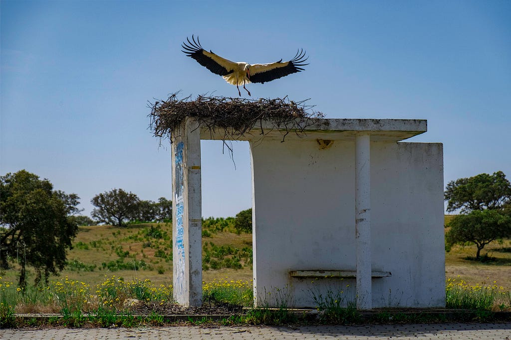 a stork landing on a bus stop shelter