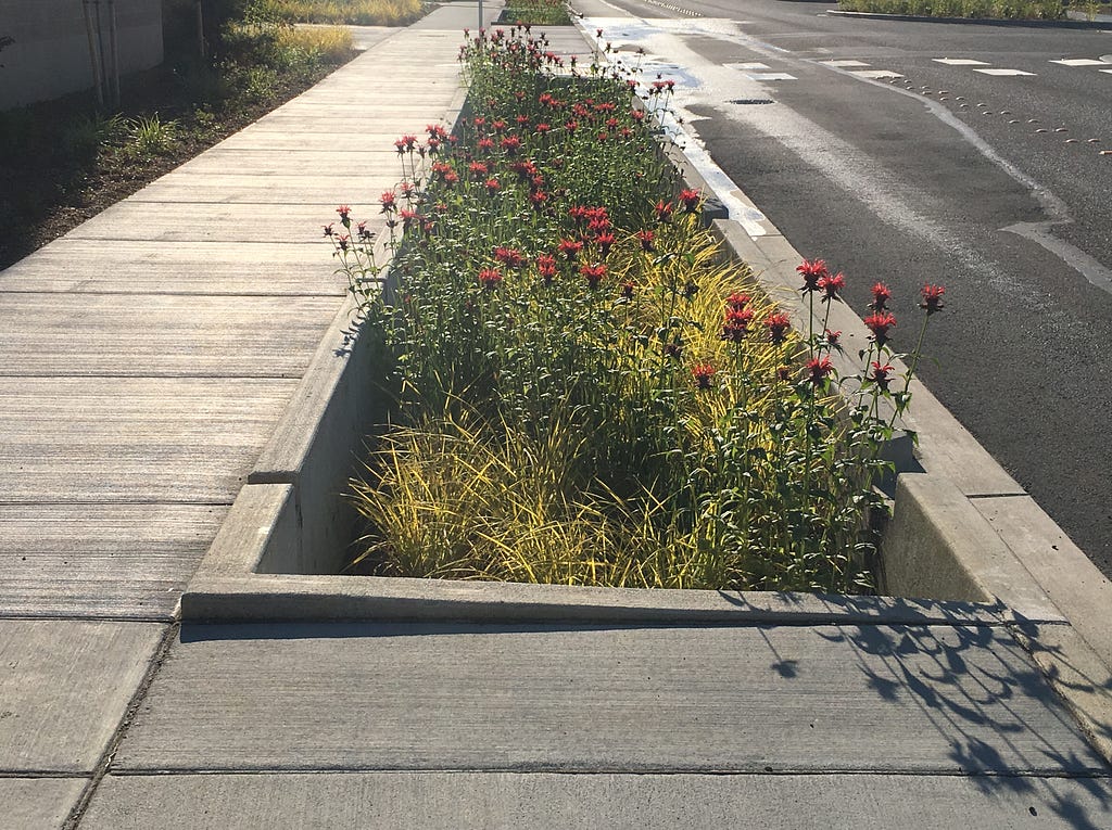 Photo of one of the bioretention cells on First Street in Marysville, with flowering plants in the concrete cell.
