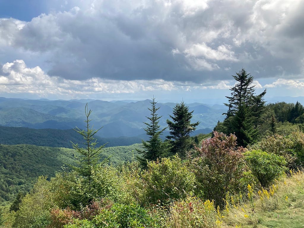 Similar view from the trail head, variety of trees and shrubs.