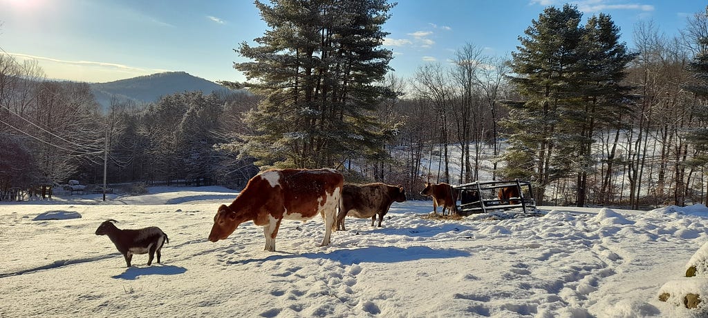 Three cows and a black goat stand in a snowy field on a sunny day.