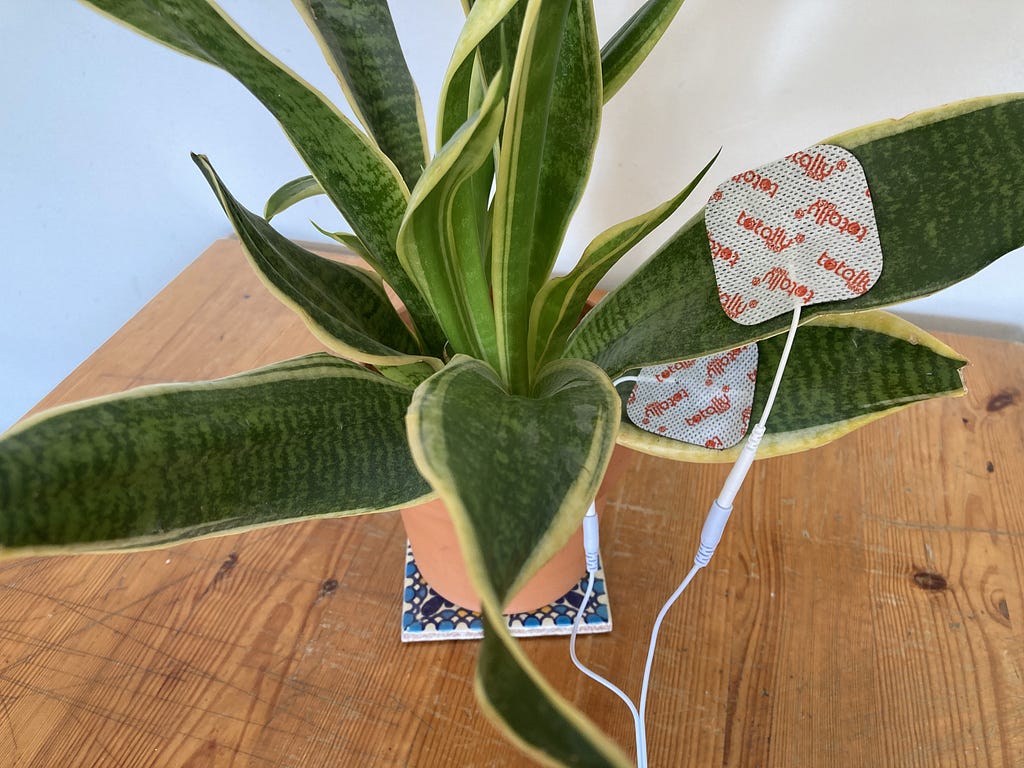 A house plant with broad pointy leaves sits in a terracotta pot on a wooden table. There are sticky pads attached to two of the plants leaves connected to separate wires.