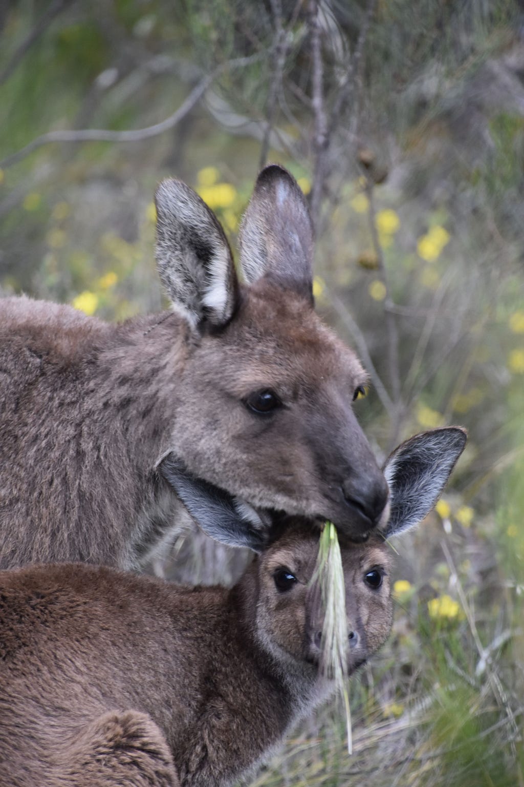 Two kangaroos, one eating grass on top of the other