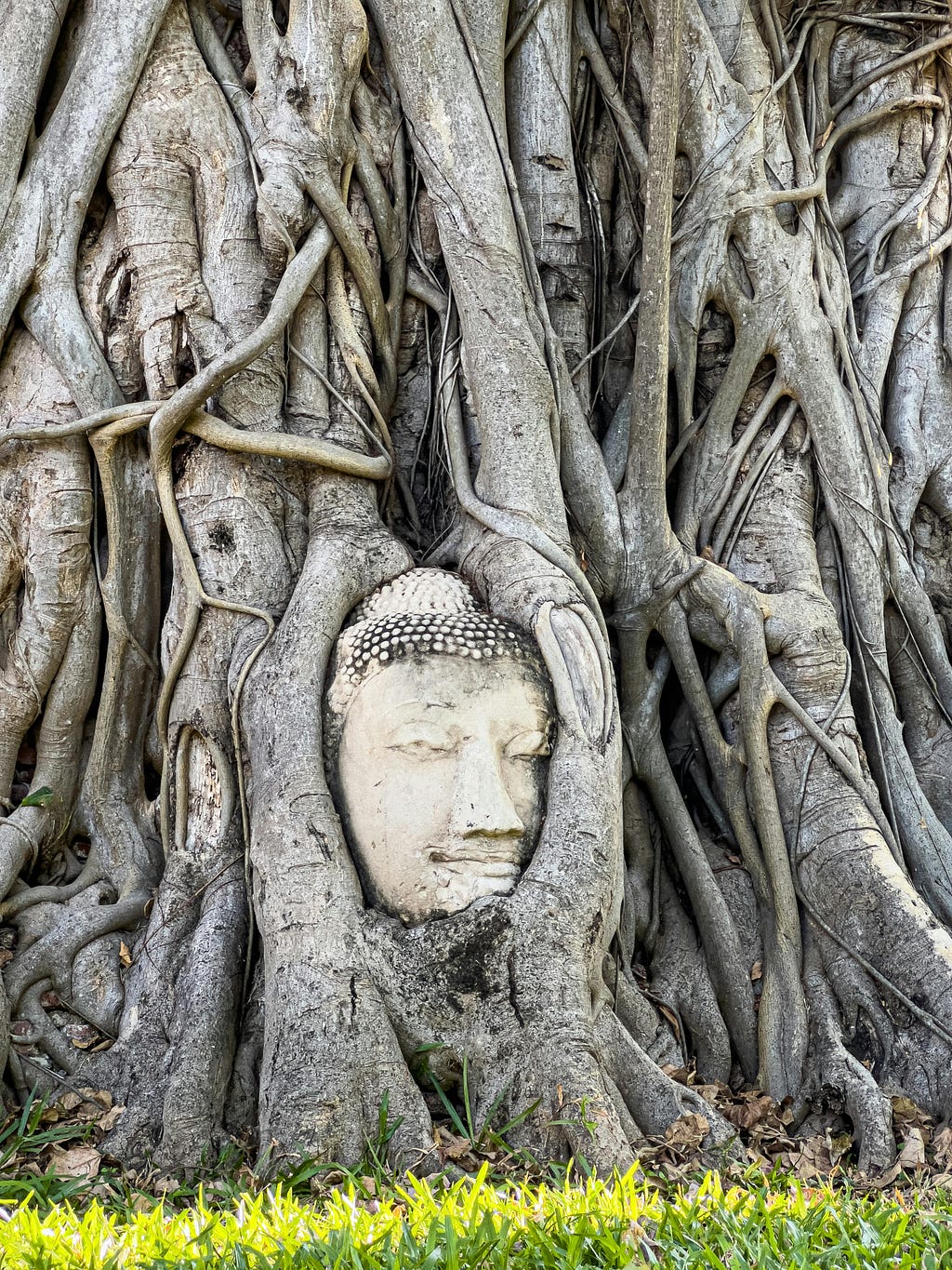 Ancient face being grown over by a strangler fig plant