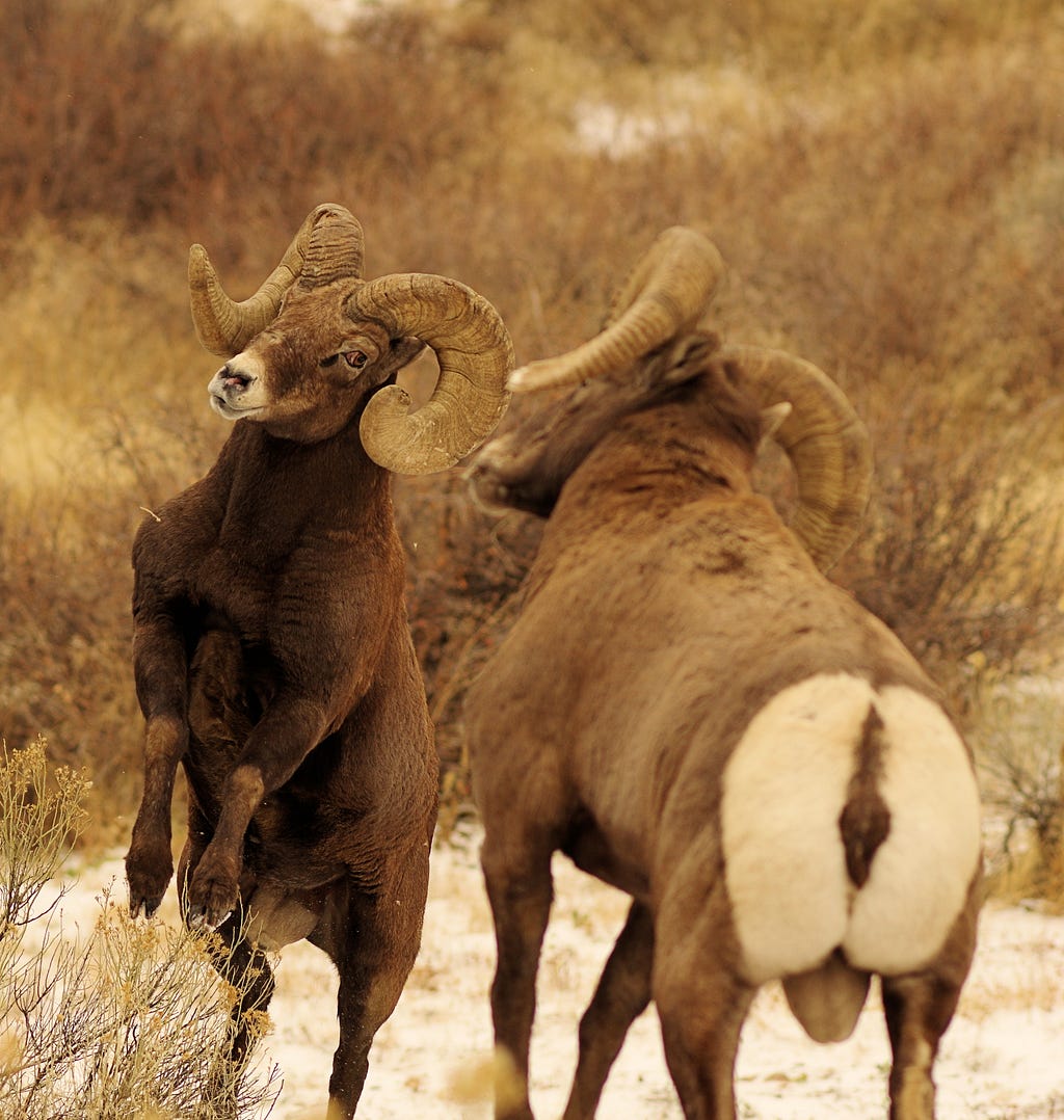 two male bighorn sheep running towards each other