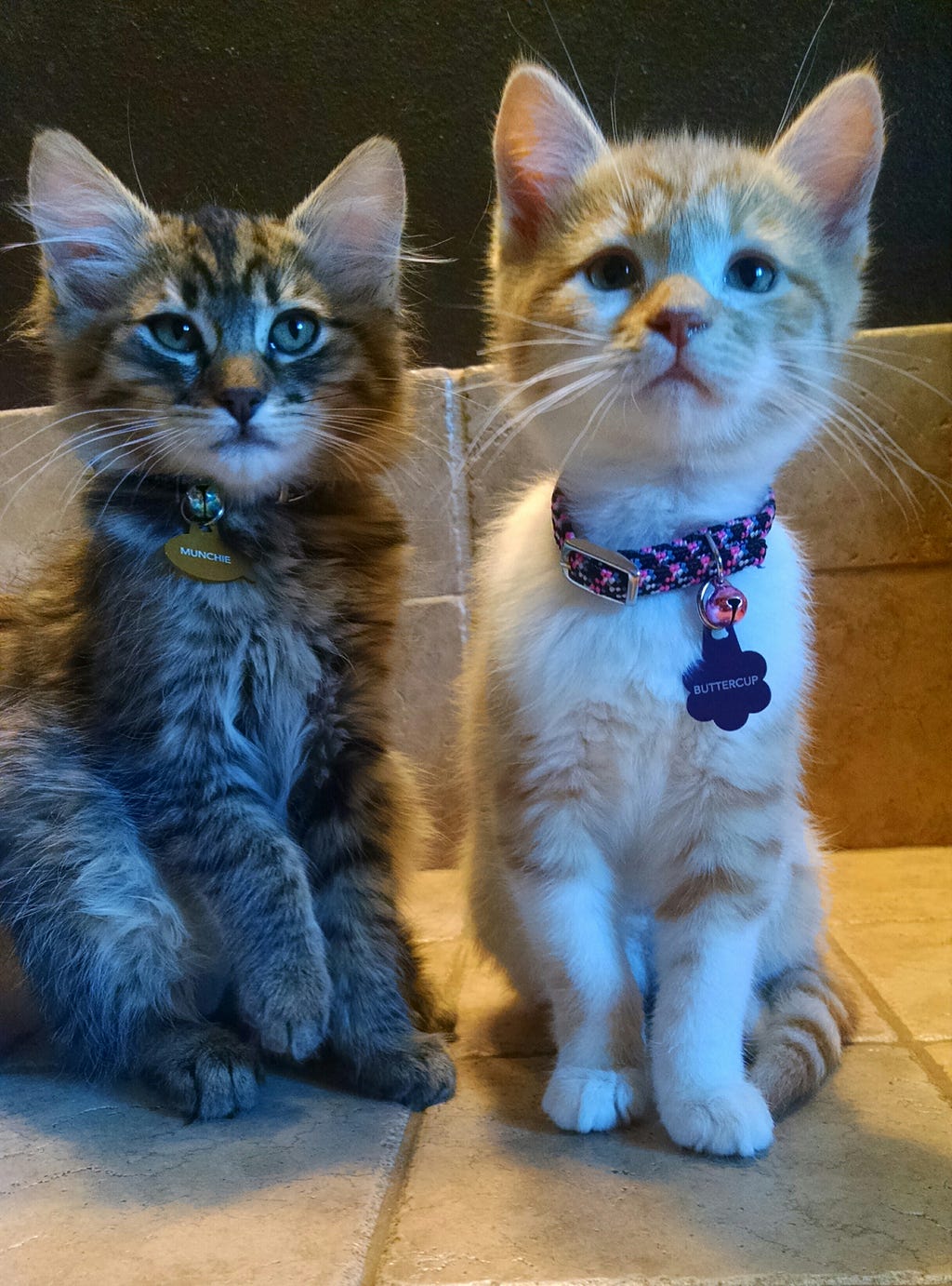 Two kittens sit side by side.