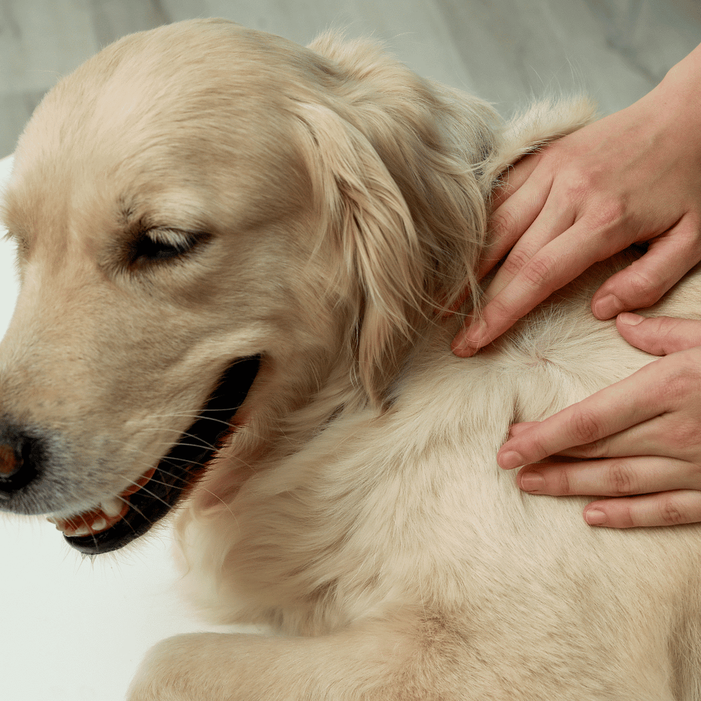 Dog Skincare
