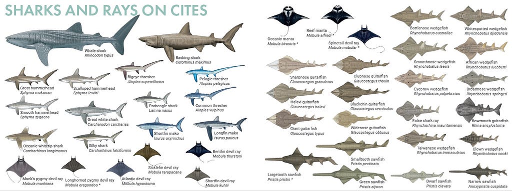 A chart displaying images and identifications of shark and ray species whose trade is regulated by the Convention on International Trade of Endangered Species of Wild Fauna and Flora, or CITES.