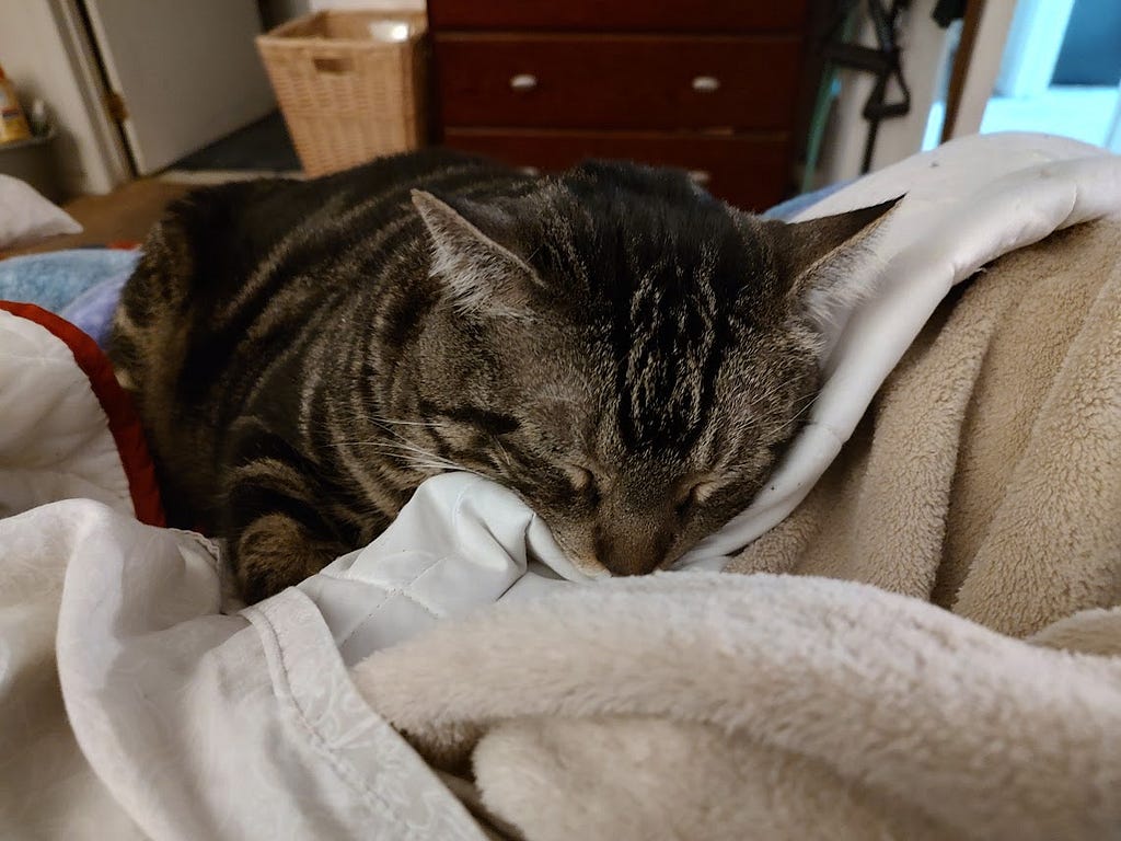 Our grey tabby, Gus, soundly sleeps on our bed