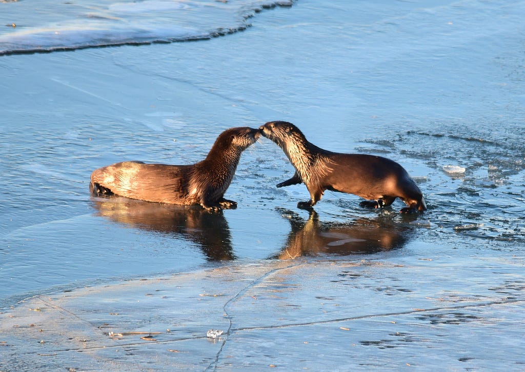 Two North American river otters nuzzling noses on ice