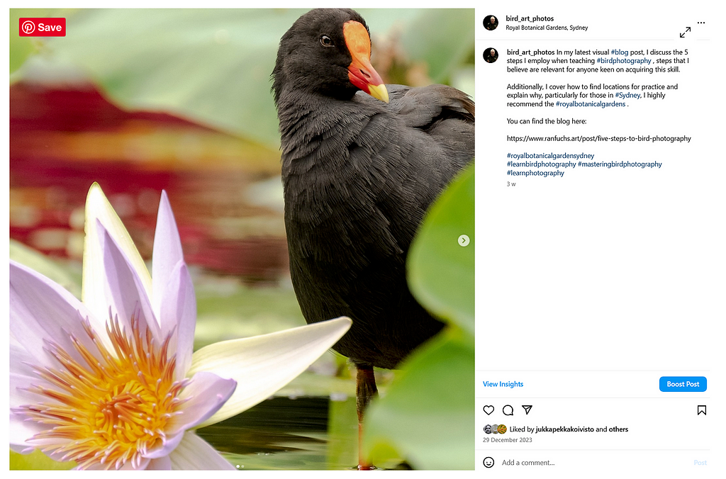 Dusky Moorhen from my IG page