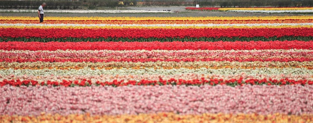 A man looking at a field of different colored tulips in the Netherlands.