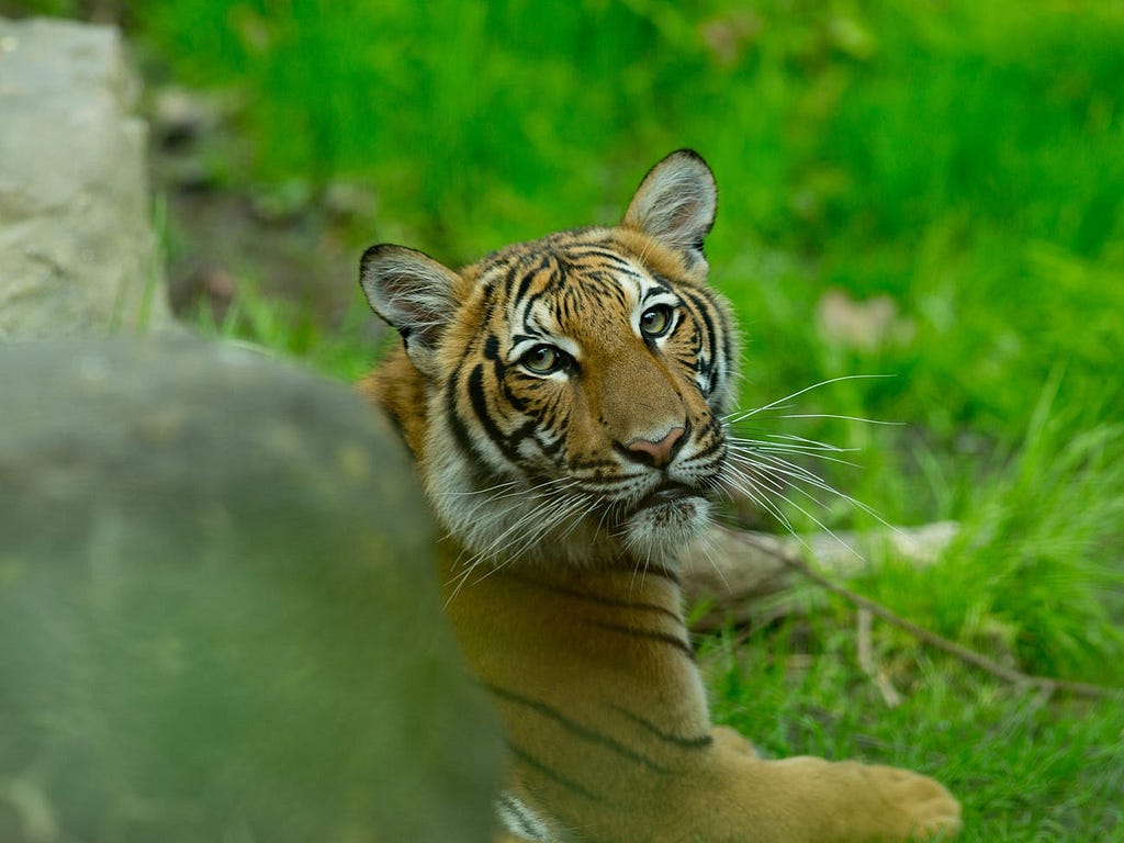 A tiger at the Bronx Zoo.