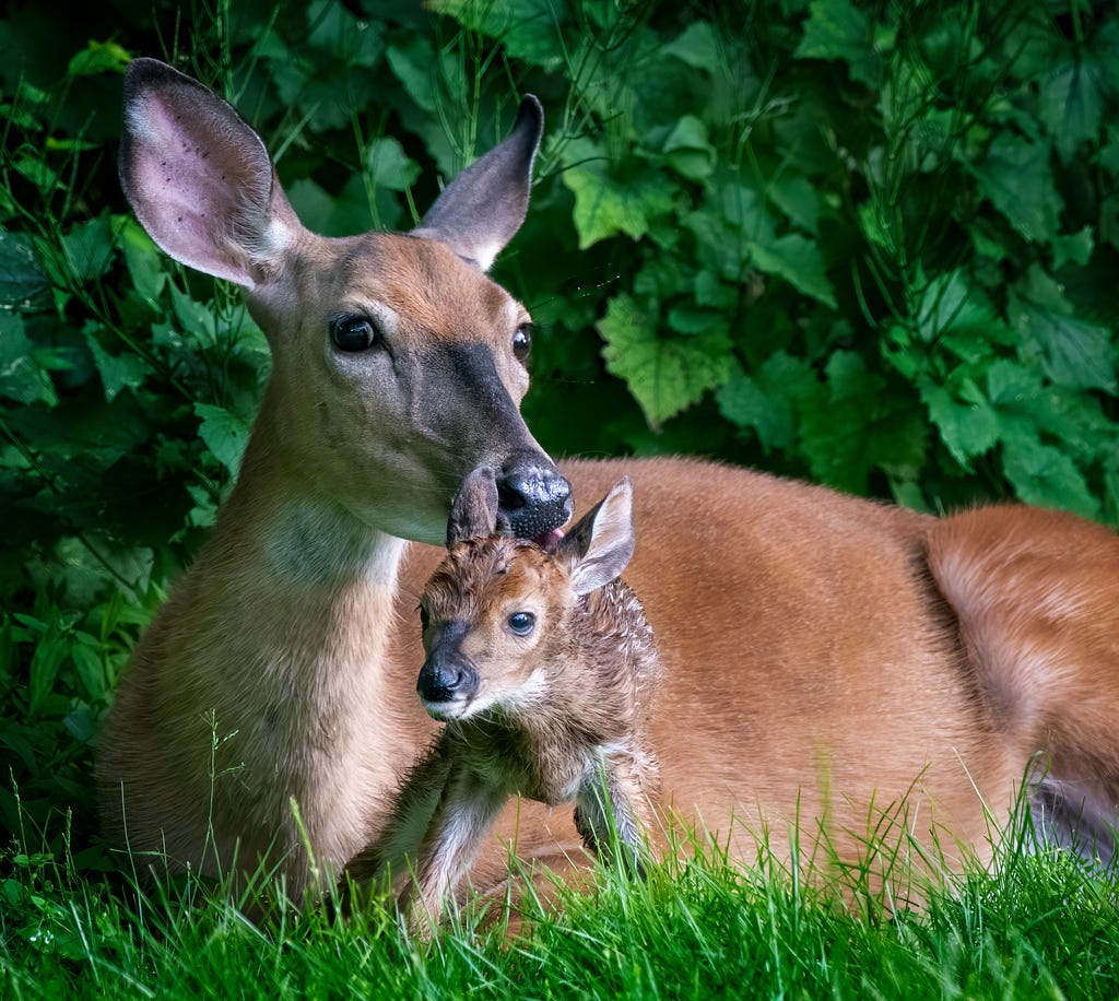 Photo of a mother deer and fawn.