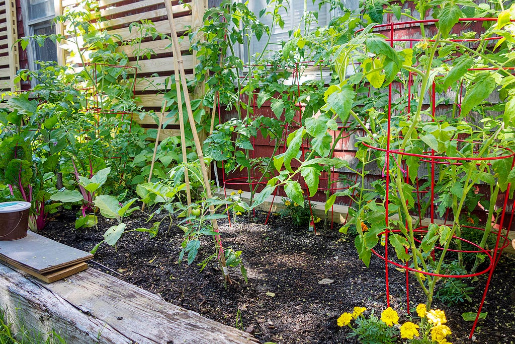 a vegitable garden