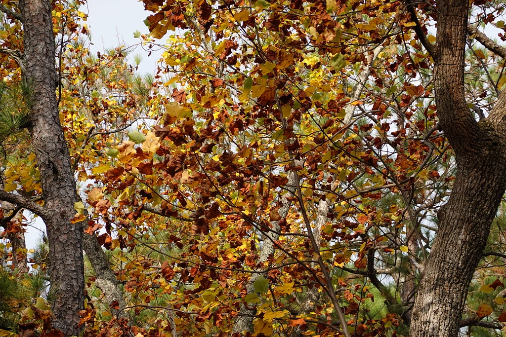 A tree with yellow and orange leaves