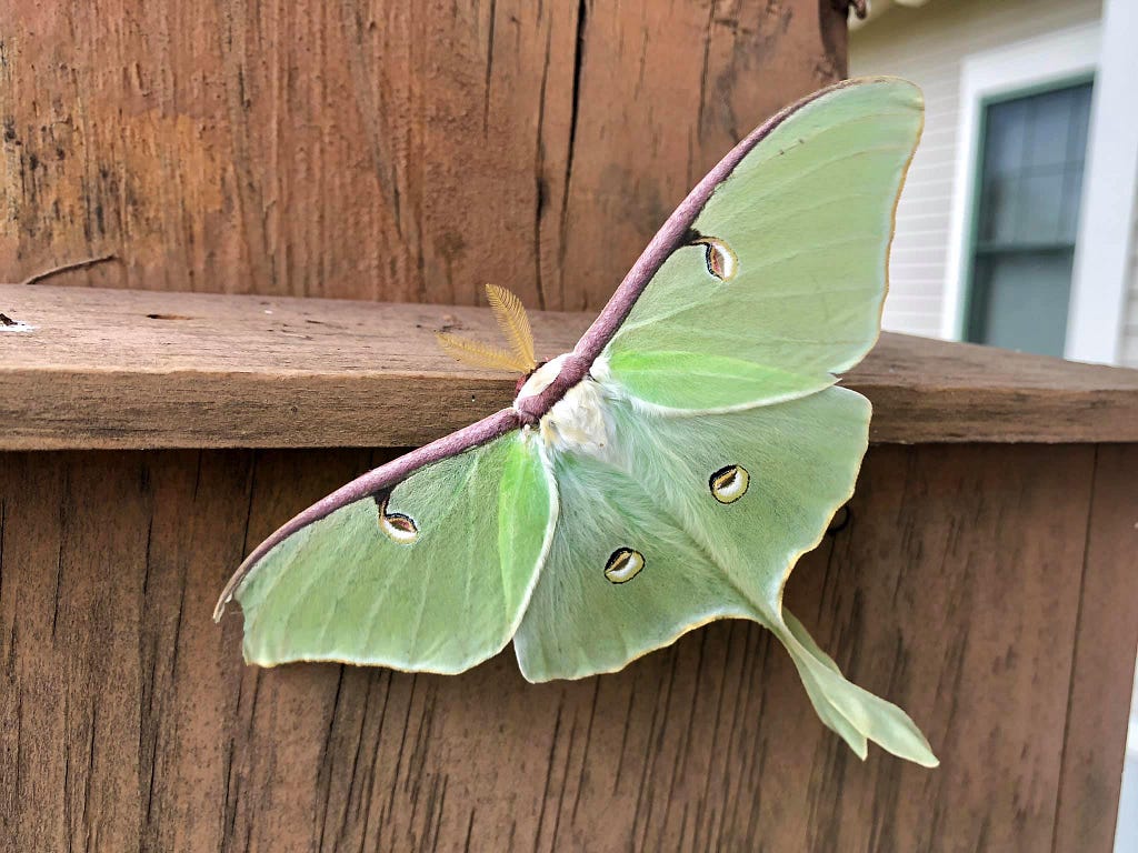 a large, green moth with outstretched wings perched on a fence