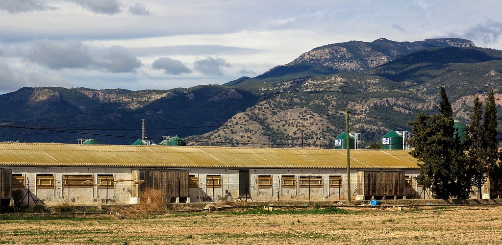 Typical pig growing farm in Spain. Photo: Cynthia Schuck