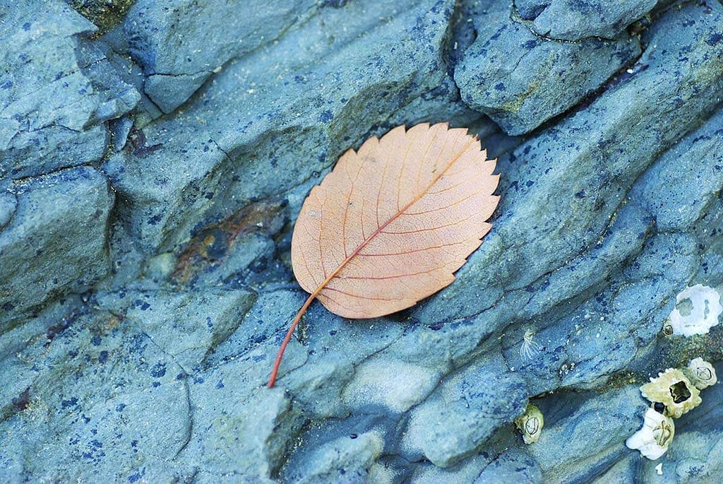 Brown leaf on beach rock.