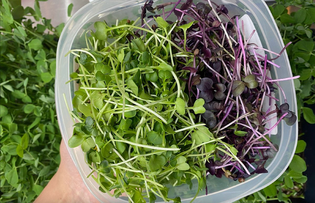 Cut microgreens in a tupperware container.