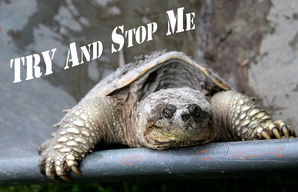 A turtle in the picture saying “Try and Stop Me”.