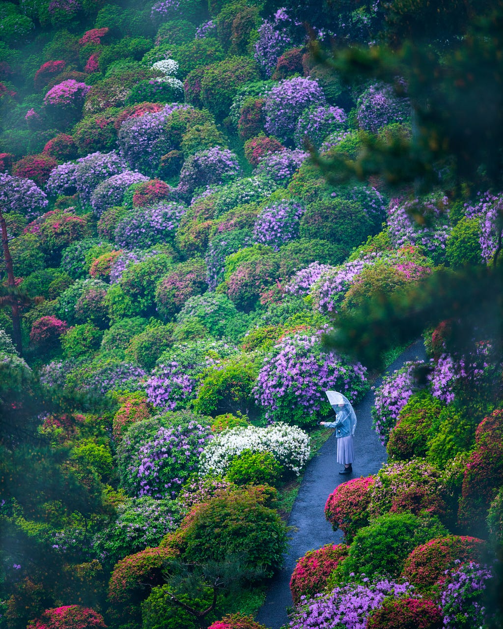 A pathway through a ravine of flowering bushes. A nun stands on the pathway.