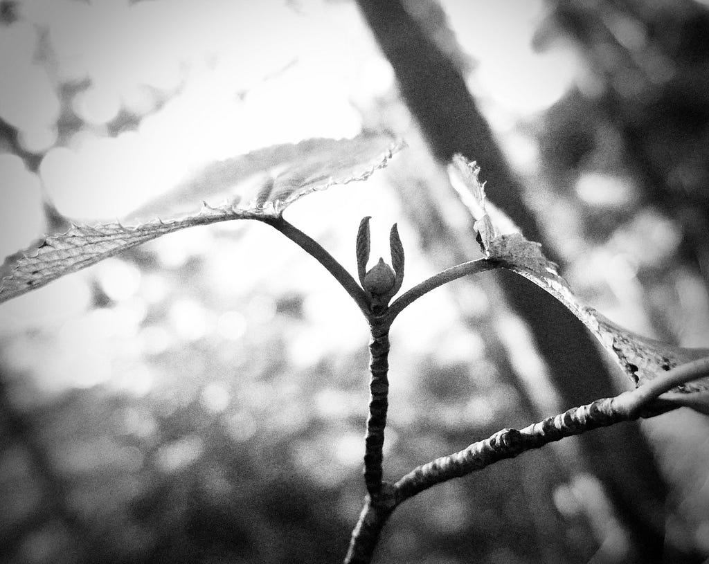 a leafy bu at the end of a stem (in monochrome)