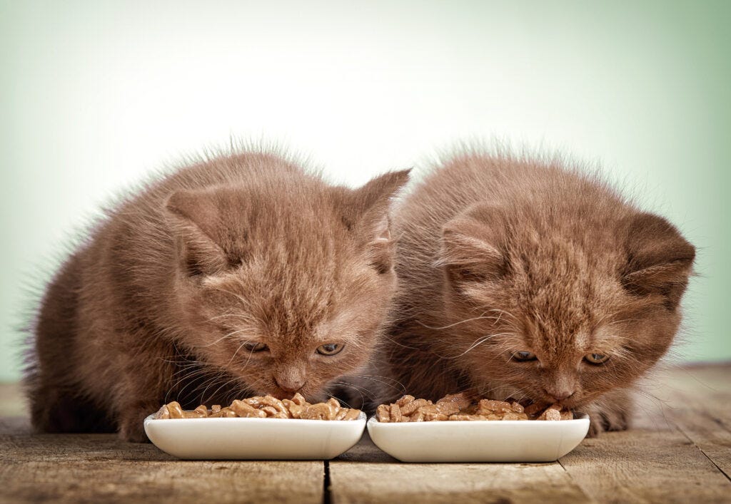What are the top 5 dry kitten foods 2024?