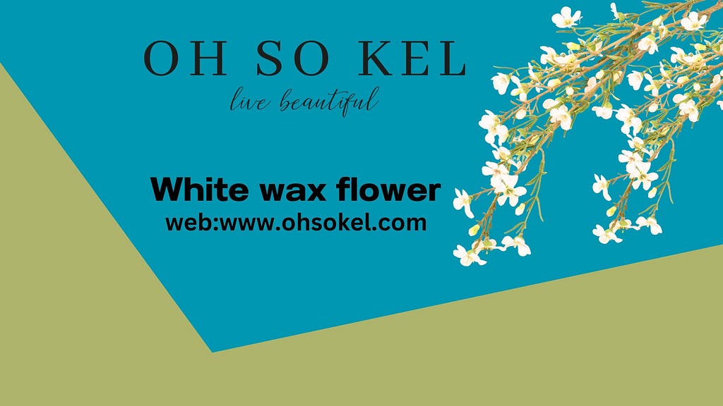 White wax flower