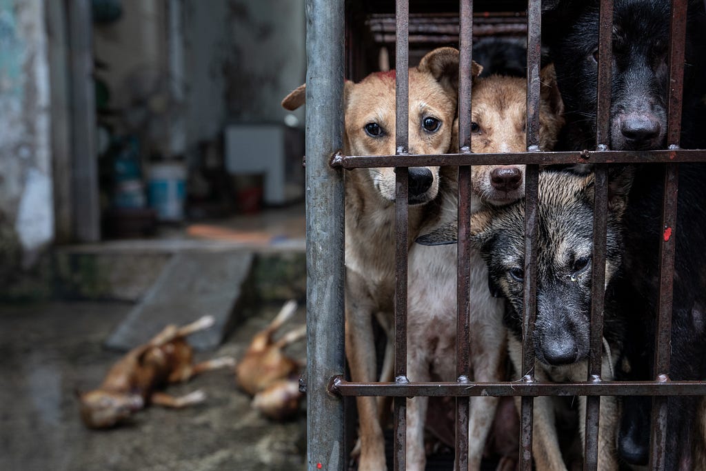 Dogs slated to be killed for their meat stare into the camera from within a small and crowded cage at a slaughterhouse on Huu Hung Street in Hanoi. Vietnam, 2022. Aaron Gekoski / Asia for Animals Coalition / We Animals Media