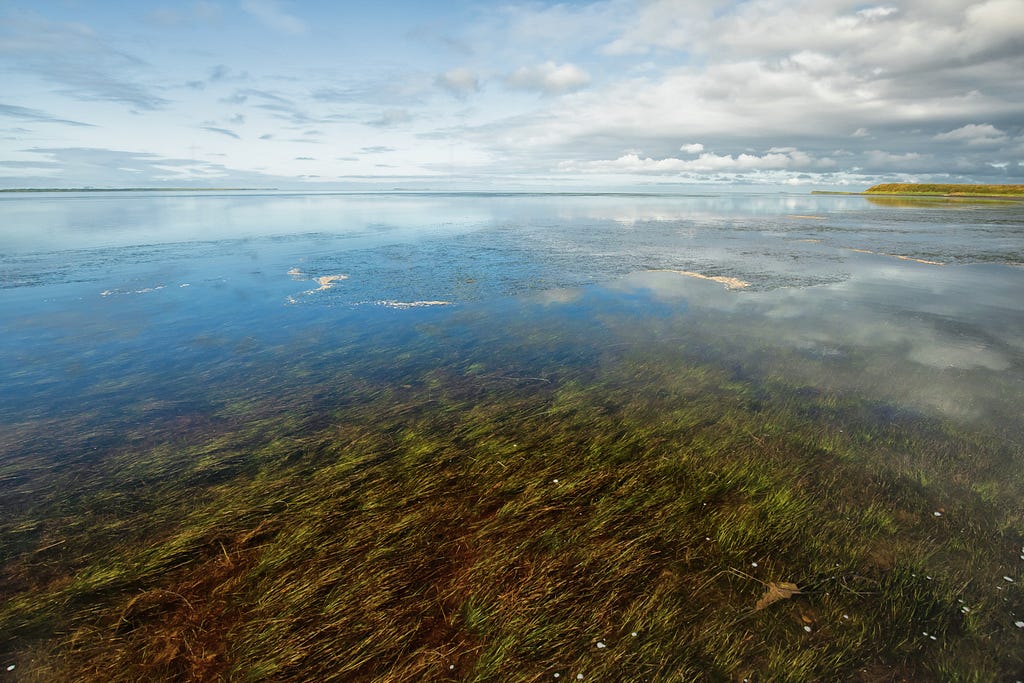 Izembek Lagoon featuring visible eelgrass beds