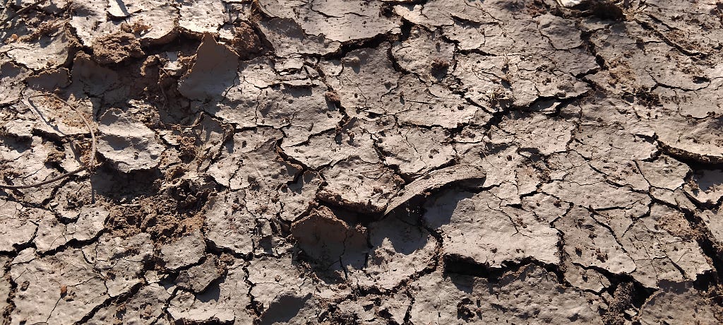 Flakes of mud in a dry riverbed