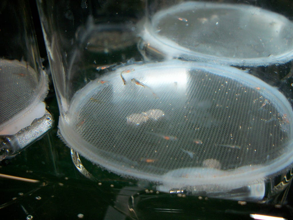 Baby fathead minnows in containers in a lab.