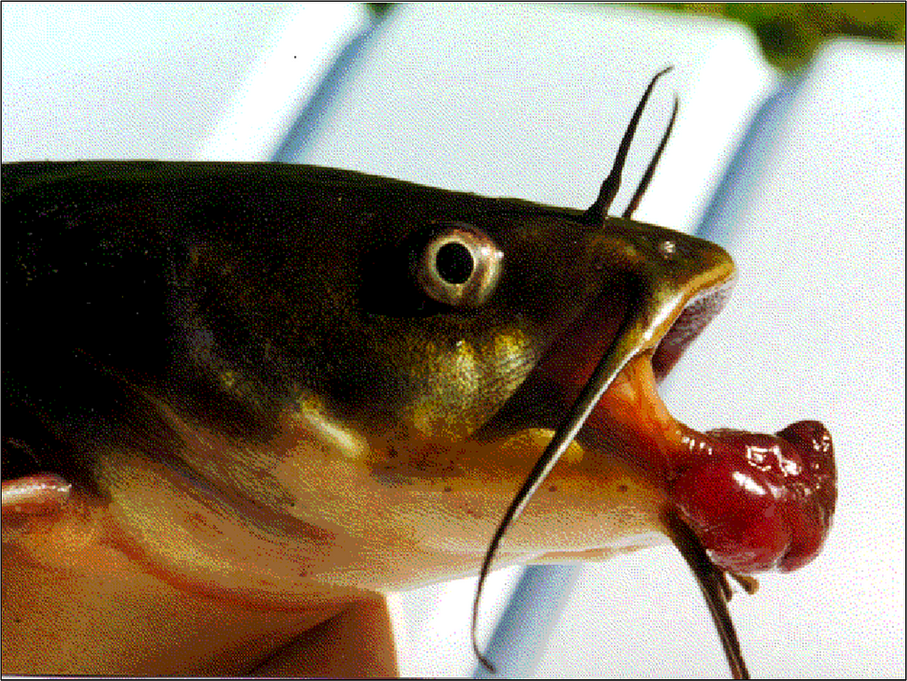 A fish with whisker-like feelers and a large red growth on its lower jaw.