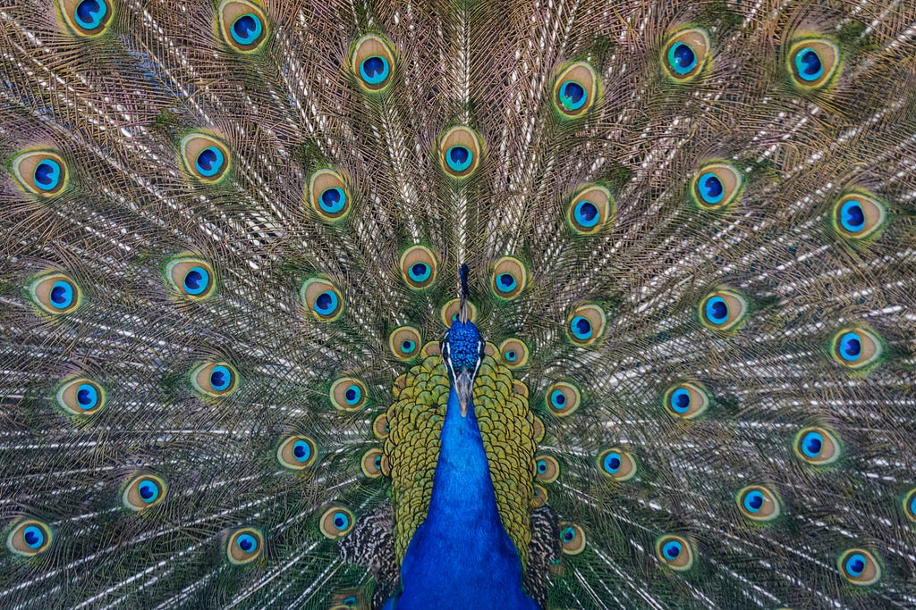 A peacock. Image courtesy of Steve Harvey and Unsplash.