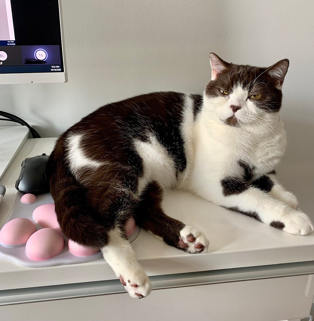 Cat sitting on desk