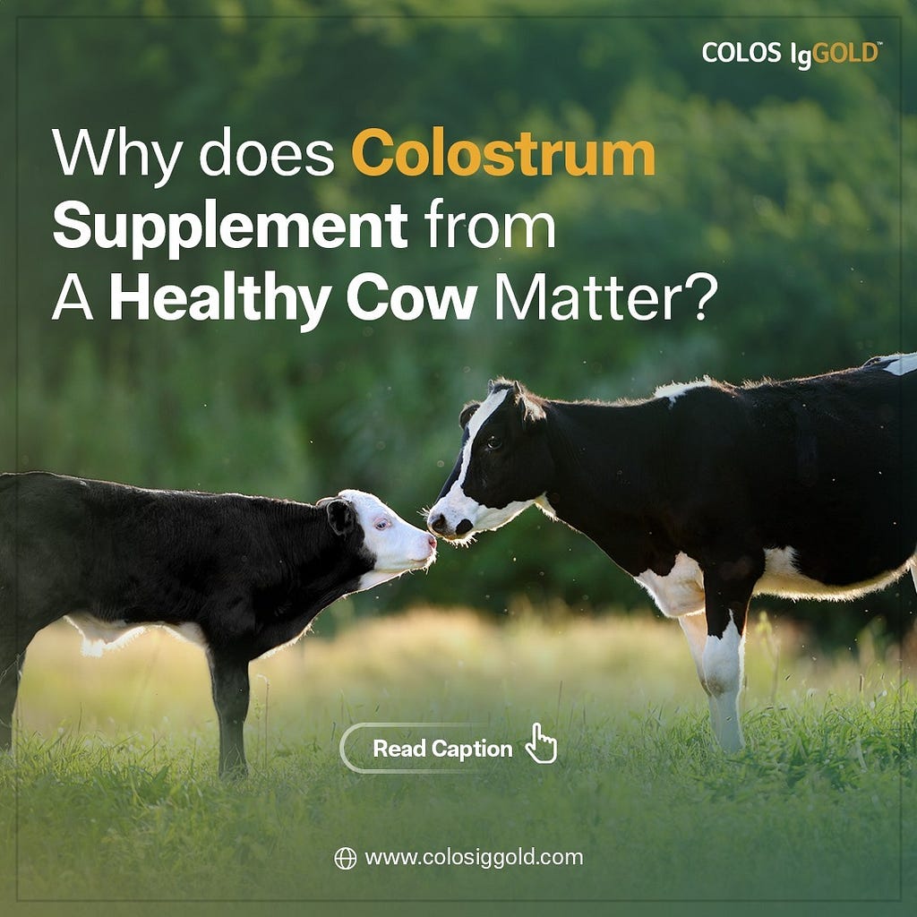 Why does dairy colostrum supplement from a healthy cow matter