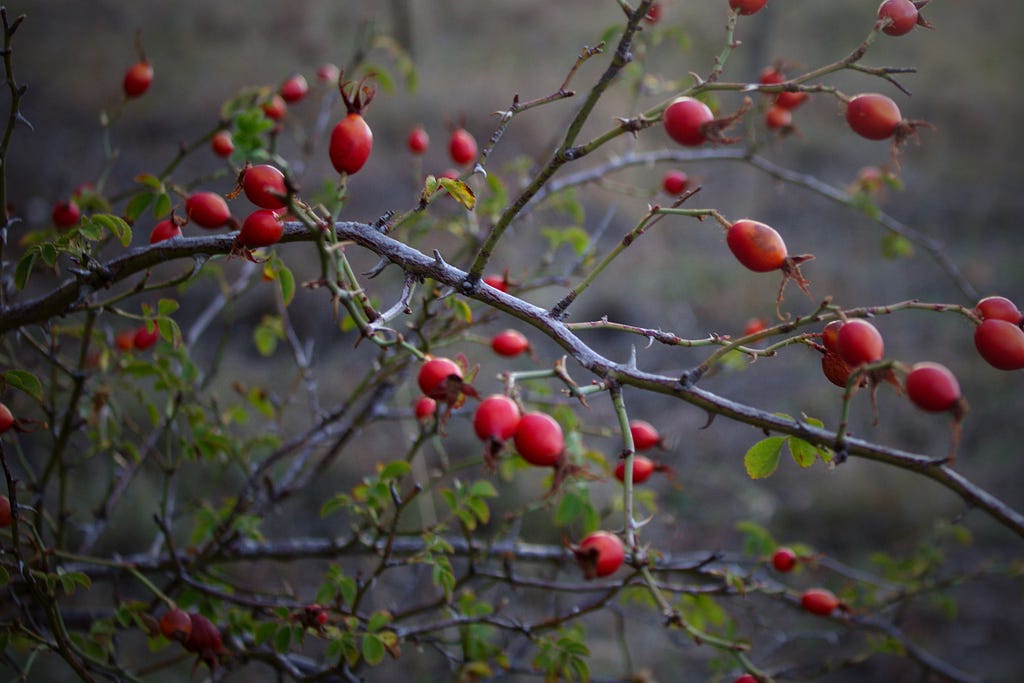 Bright red berries are held by a wintery rose branch.