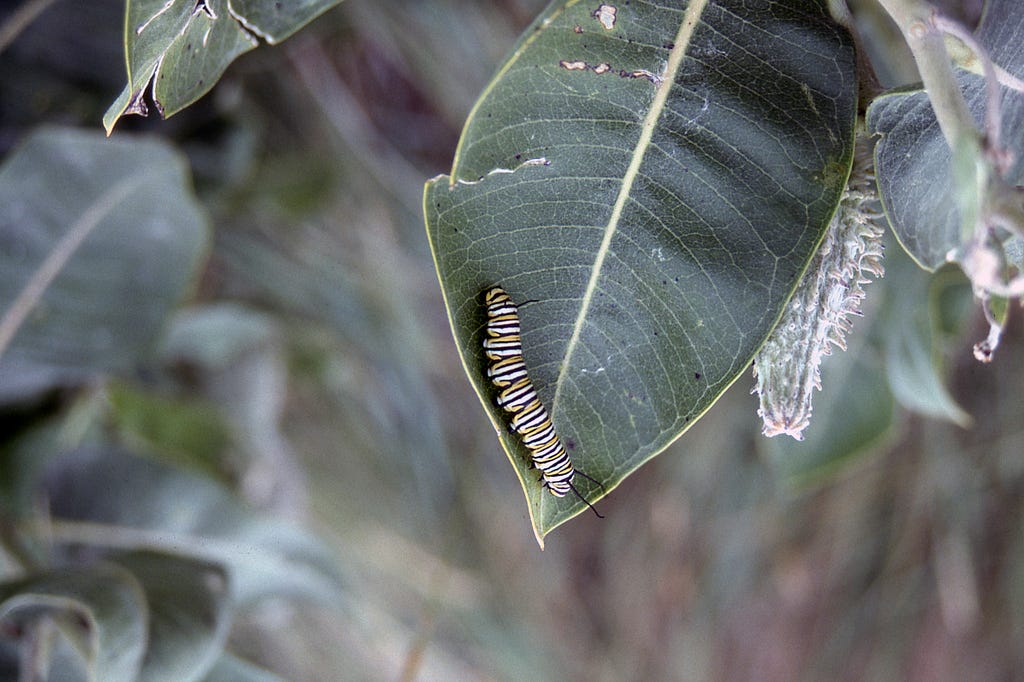 A caterpillar on a leaf