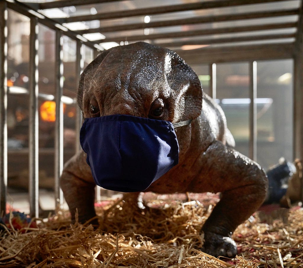 A Lystrosaurus animatronic from the film Jurassic World Dominion wearing a face mask