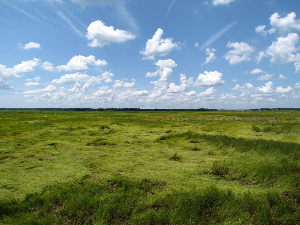 a lush green salt marsh reaches across the horizon meeting a blue sky with fluffy white clouds