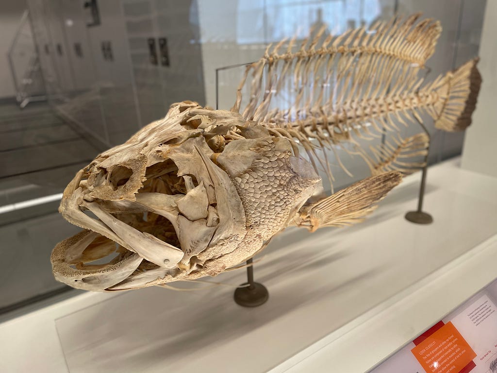 fish skeleton Gallery in the new Richard Gilder Center at the American Museum of Natural History in New York City