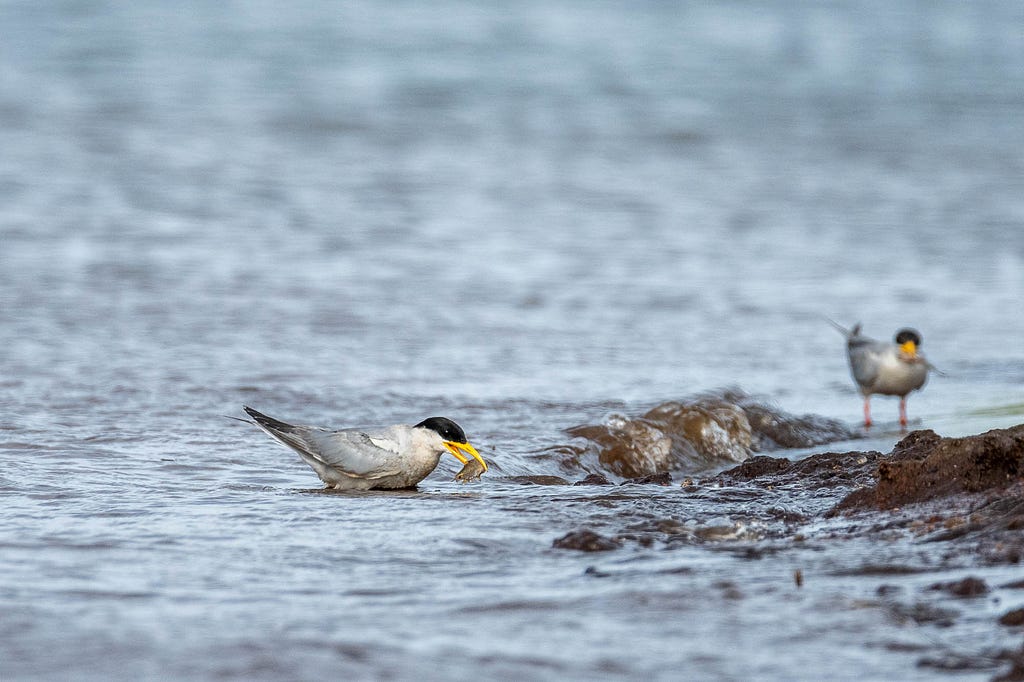 A river tern washes a gift fish for its intended mate