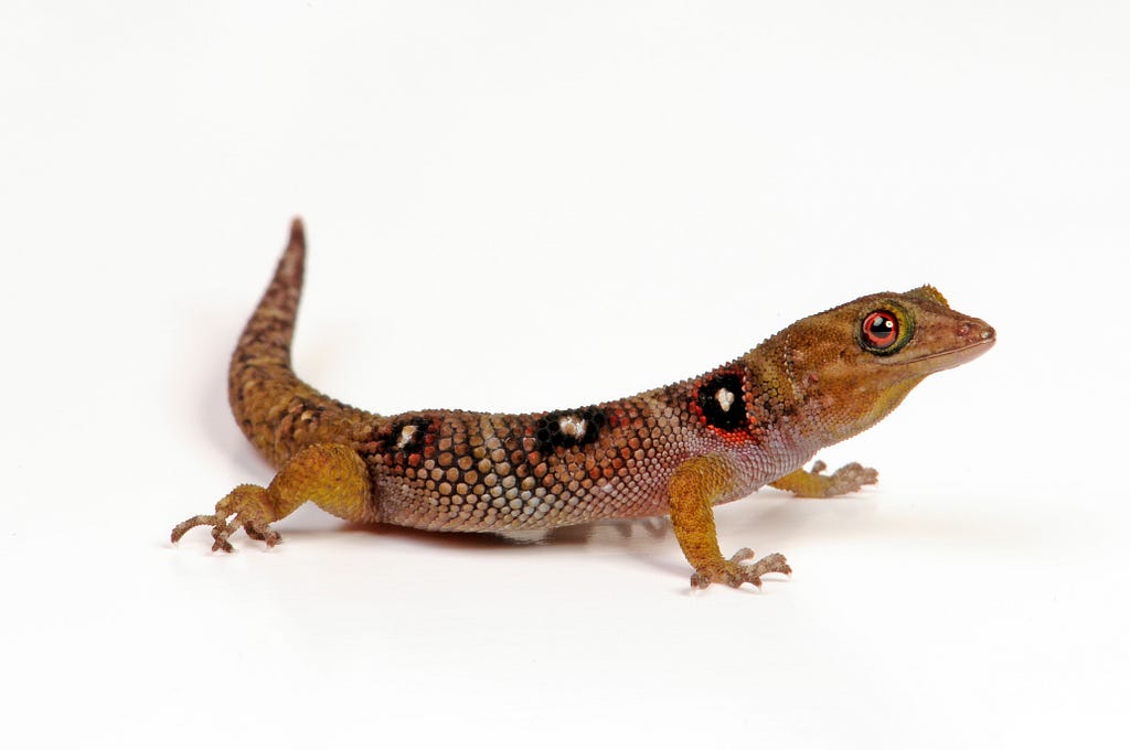 A gecko with golden brown skin accented with black and white polkadots.