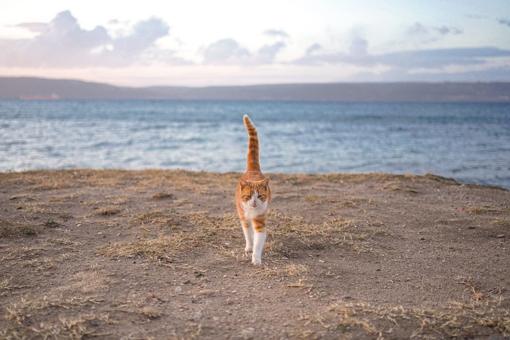 達達尼爾海峽，朝我走來的貓