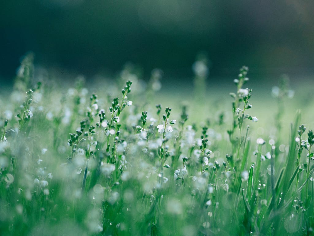 Green grassy field with little white flowers
